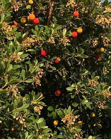 Casal Das Oliveiras - Um Alojamento De Luxo Penzion